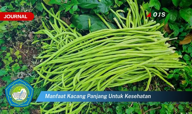 manfaat kacang panjang untuk kesehatan manfaat kacang panjang untuk kesehatan