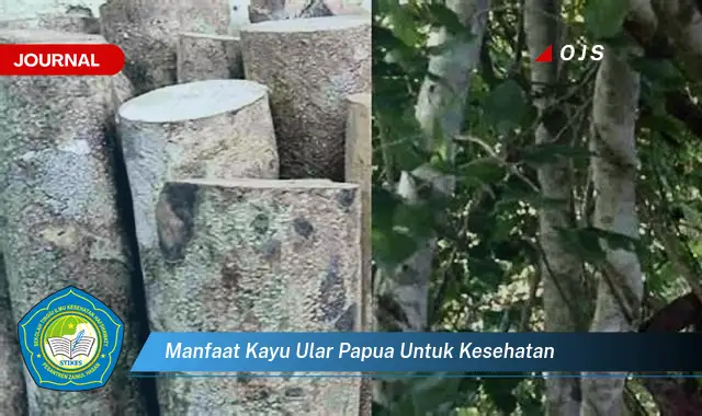 manfaat kayu ular papua untuk kesehatan manfaat kayu ular papua untuk kesehatan