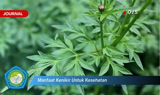 manfaat kenikir untuk kesehatan