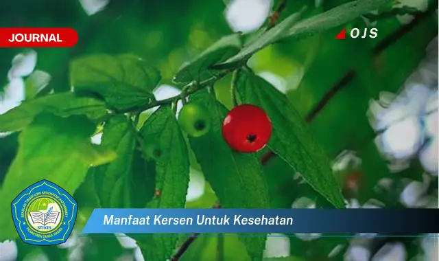 manfaat kersen untuk kesehatan