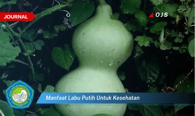 manfaat labu putih untuk kesehatan