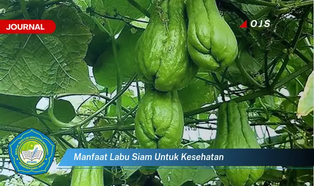 manfaat labu siam untuk kesehatan