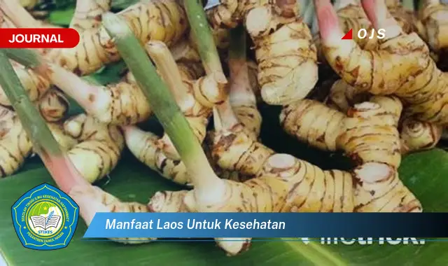 manfaat laos untuk kesehatan