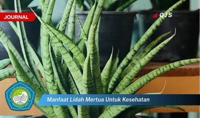 manfaat lidah mertua untuk kesehatan