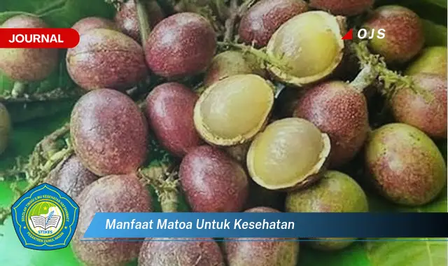 manfaat matoa untuk kesehatan