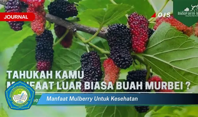 manfaat mulberry untuk kesehatan manfaat mulberry untuk kesehatan
