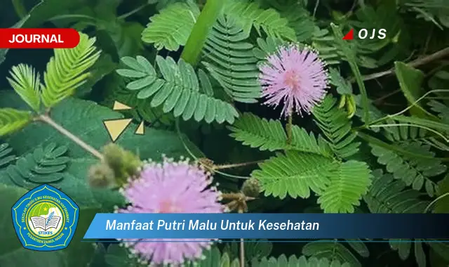 manfaat putri malu untuk kesehatan manfaat putri malu untuk kesehatan