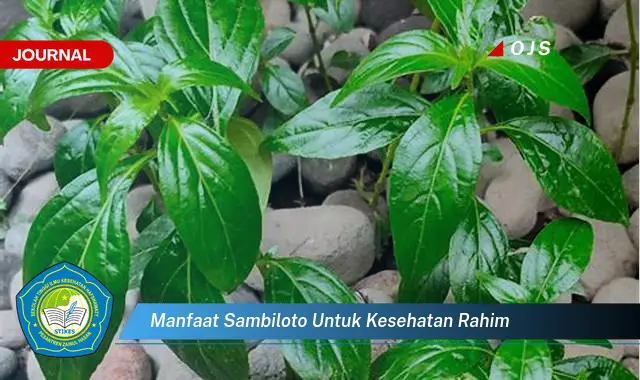 manfaat sambiloto untuk kesehatan rahim manfaat sambiloto untuk kesehatan rahim