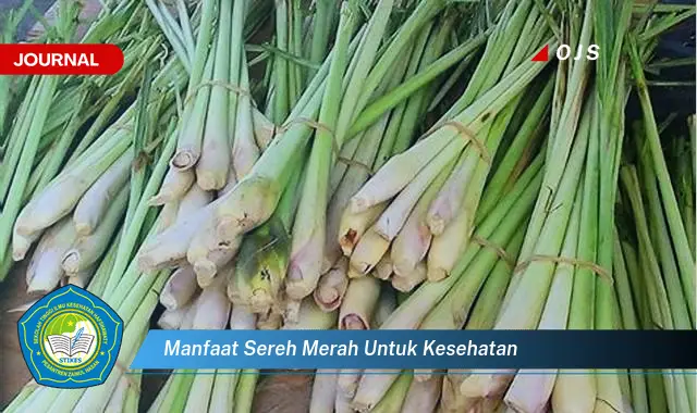 manfaat sereh merah untuk kesehatan