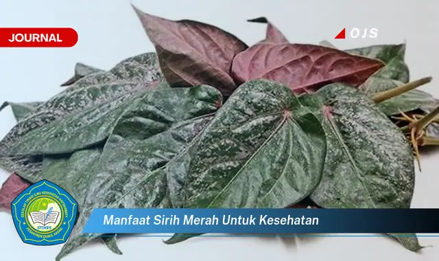 manfaat sirih merah untuk kesehatan