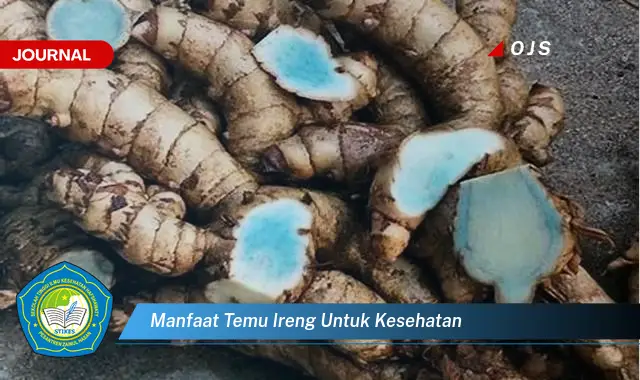manfaat temu ireng untuk kesehatan manfaat temu ireng untuk kesehatan