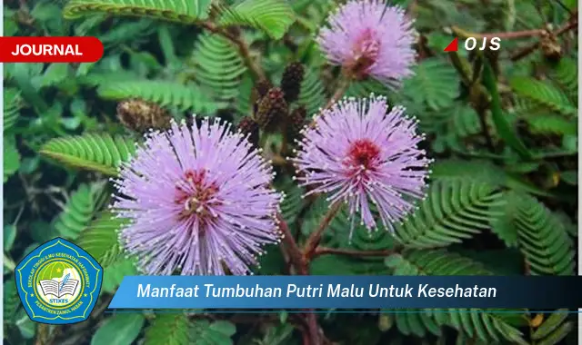 manfaat tumbuhan putri malu untuk kesehatan manfaat tumbuhan putri malu untuk kesehatan