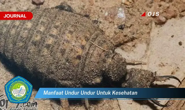 manfaat undur undur untuk kesehatan manfaat undur undur untuk kesehatan