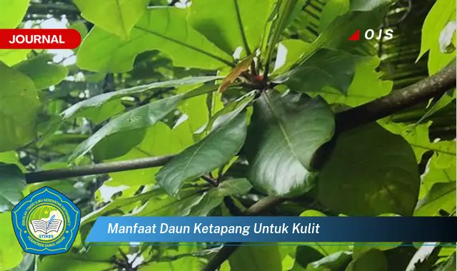 manfaat daun ketapang untuk kulit manfaat daun ketapang untuk kulit