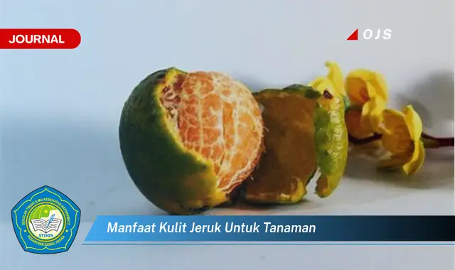 manfaat kulit jeruk untuk tanaman