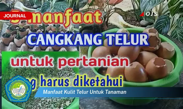 manfaat kulit telur untuk tanaman