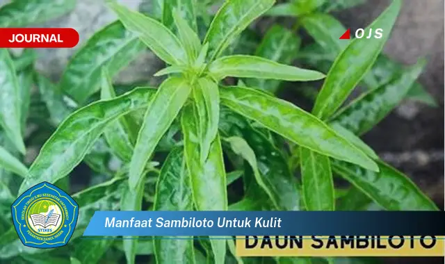 manfaat sambiloto untuk kulit manfaat sambiloto untuk kulit