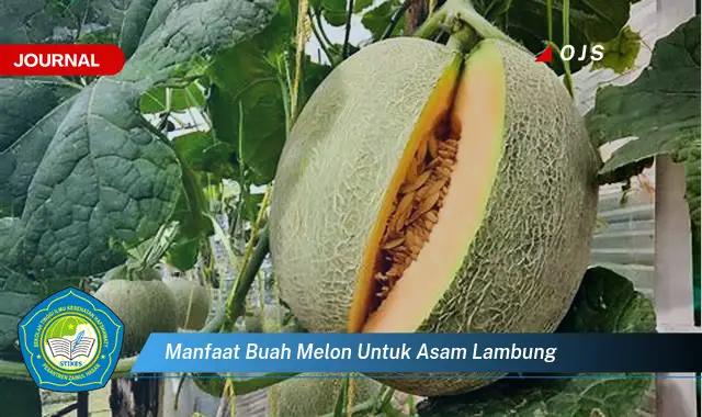 manfaat buah melon untuk asam lambung