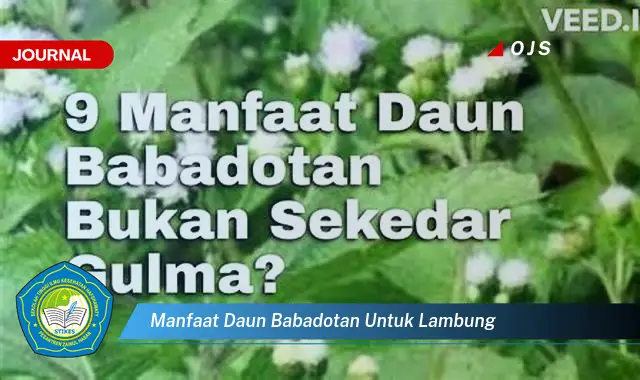 manfaat daun babadotan untuk lambung