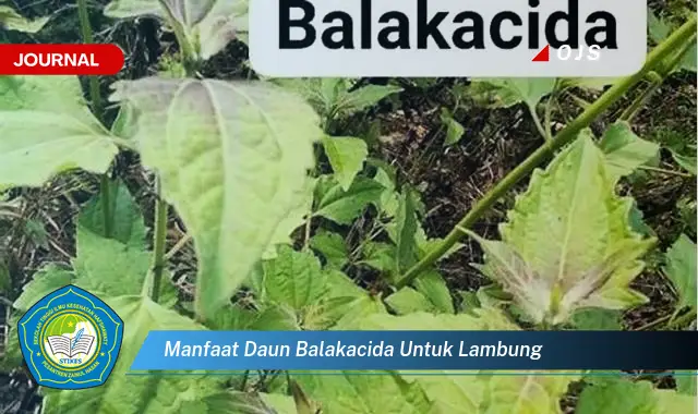 manfaat daun balakacida untuk lambung