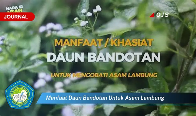 manfaat daun bandotan untuk asam lambung