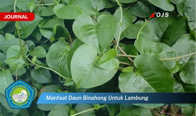 manfaat daun binahong untuk lambung