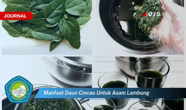 manfaat daun cincau untuk asam lambung