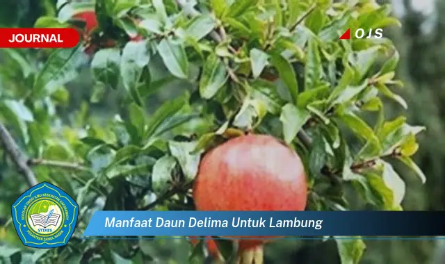 manfaat daun delima untuk lambung