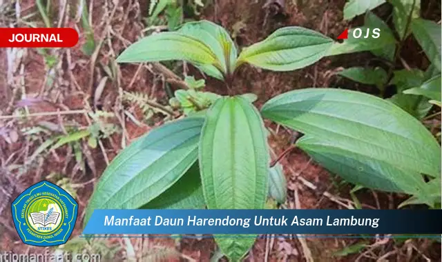 manfaat daun harendong untuk asam lambung