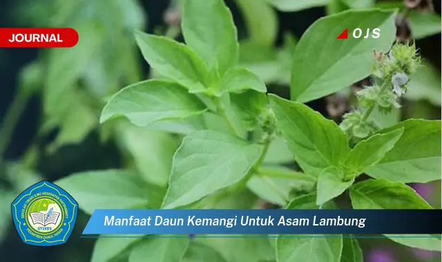 manfaat daun kemangi untuk asam lambung
