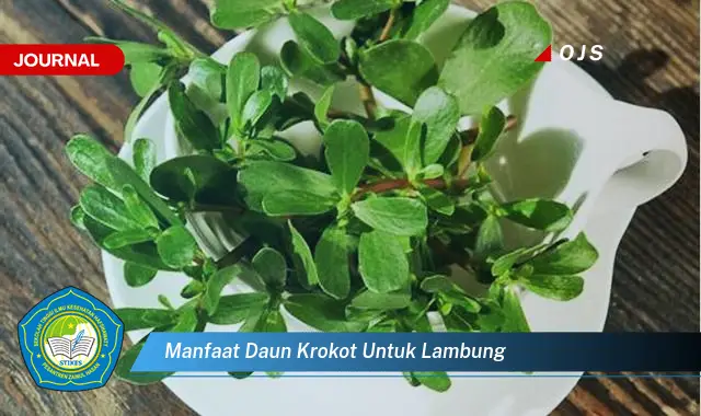 manfaat daun krokot untuk lambung