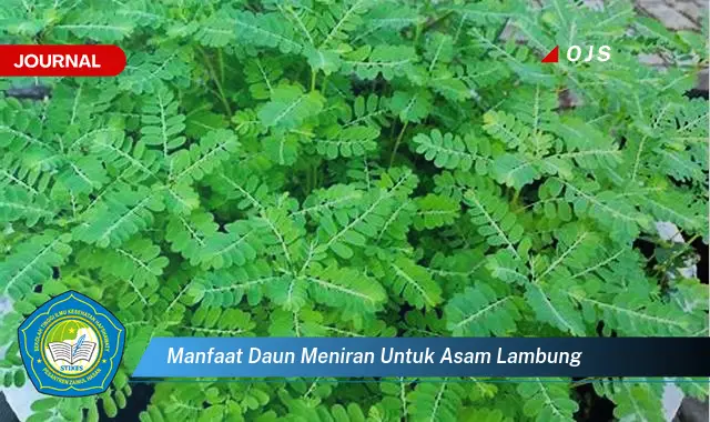 manfaat daun meniran untuk asam lambung