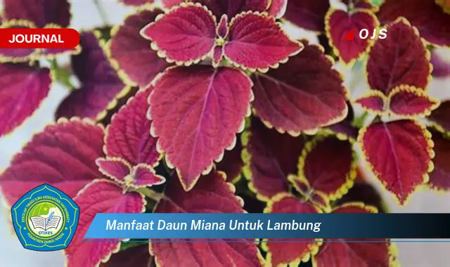 Ketahui 6 Manfaat Daun Miana untuk Lambung yang Jarang Diketahui - E-Journal