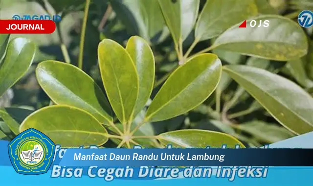 manfaat daun randu untuk lambung manfaat daun randu untuk lambung