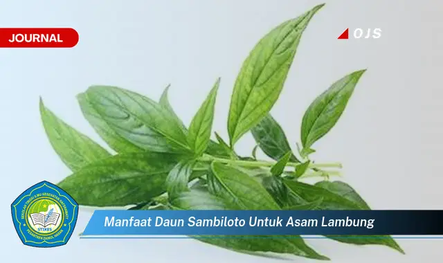 manfaat daun sambiloto untuk asam lambung