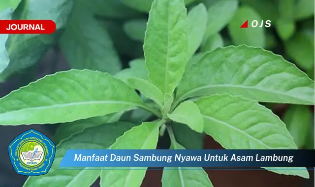 Intip 6 Manfaat Daun Sambung Nyawa untuk Asam Lambung yang Bikin Kamu Penasaran - E-Journal