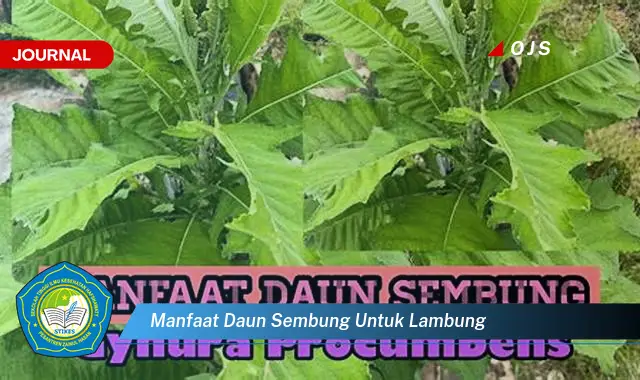 manfaat daun sembung untuk lambung