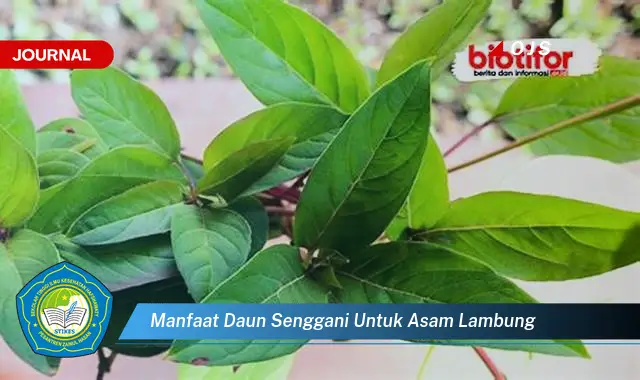 manfaat daun senggani untuk asam lambung