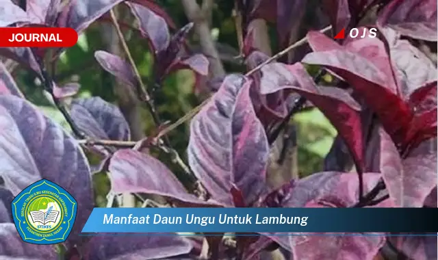 manfaat daun ungu untuk lambung