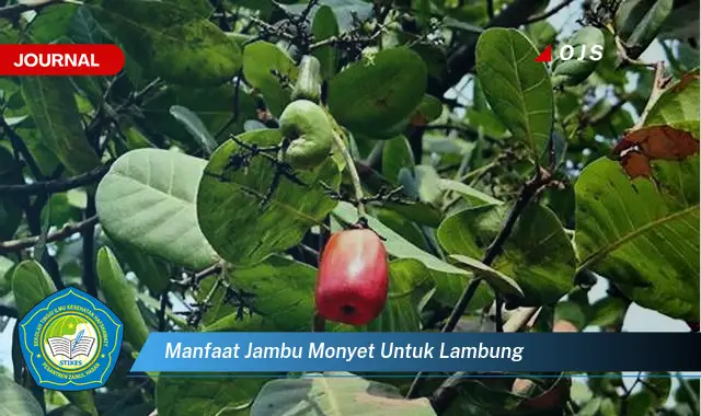 manfaat jambu monyet untuk lambung