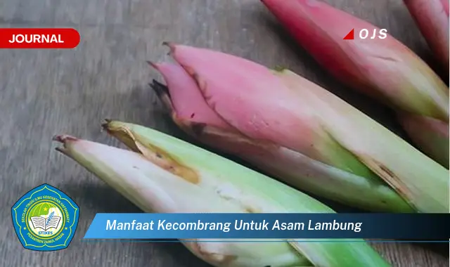 manfaat kecombrang untuk asam lambung manfaat kecombrang untuk asam lambung