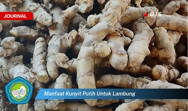 manfaat kunyit putih untuk lambung manfaat kunyit putih untuk lambung