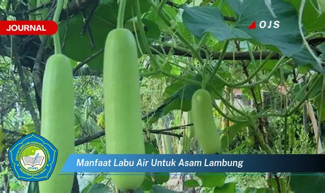 manfaat labu air untuk asam lambung manfaat labu air untuk asam lambung