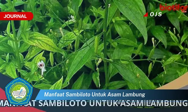 manfaat sambiloto untuk asam lambung