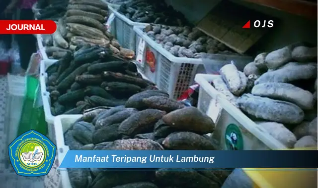 manfaat teripang untuk lambung manfaat teripang untuk lambung