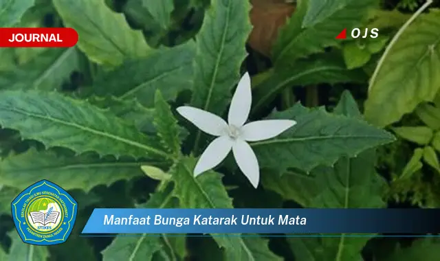 manfaat bunga katarak untuk mata