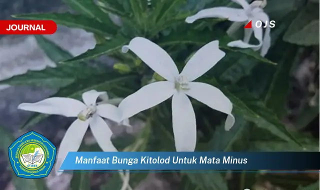 manfaat bunga kitolod untuk mata minus