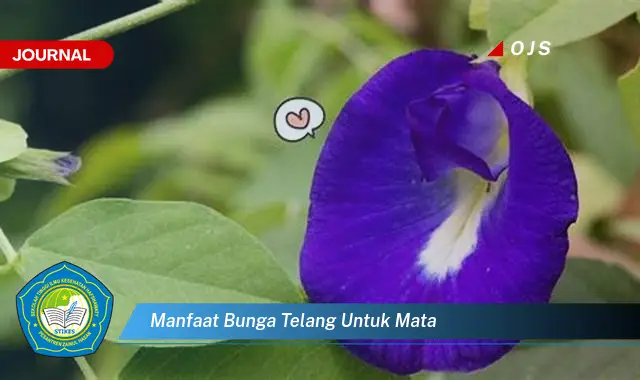 manfaat bunga telang untuk mata