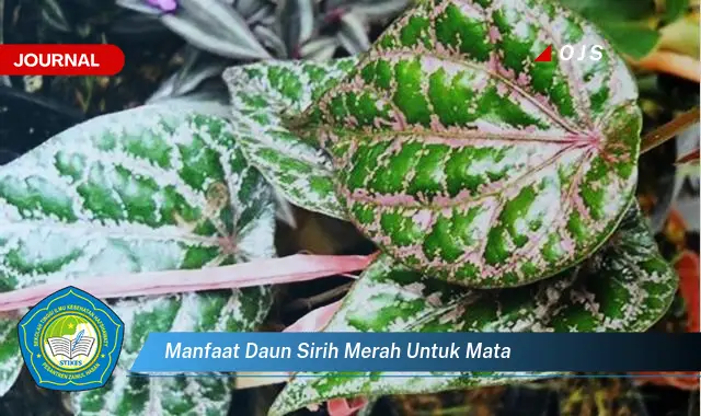 manfaat daun sirih merah untuk mata