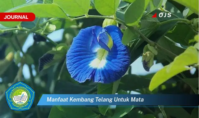 manfaat kembang telang untuk mata